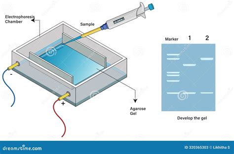 DNA Gel Electrophoresis: Concept, Procedure, and .